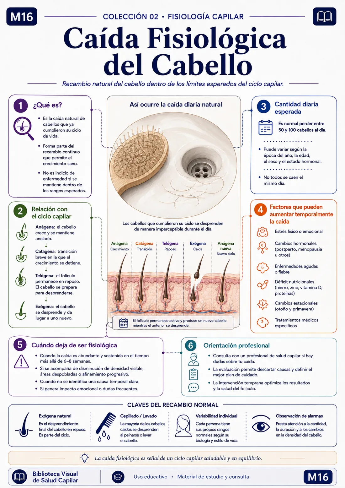 Mapa mental ilustrado de salud capilar