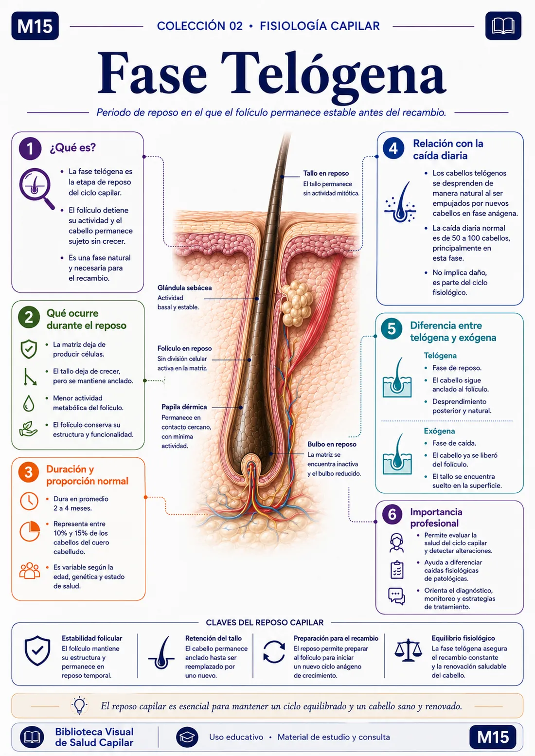 Mapa mental ilustrado de salud capilar