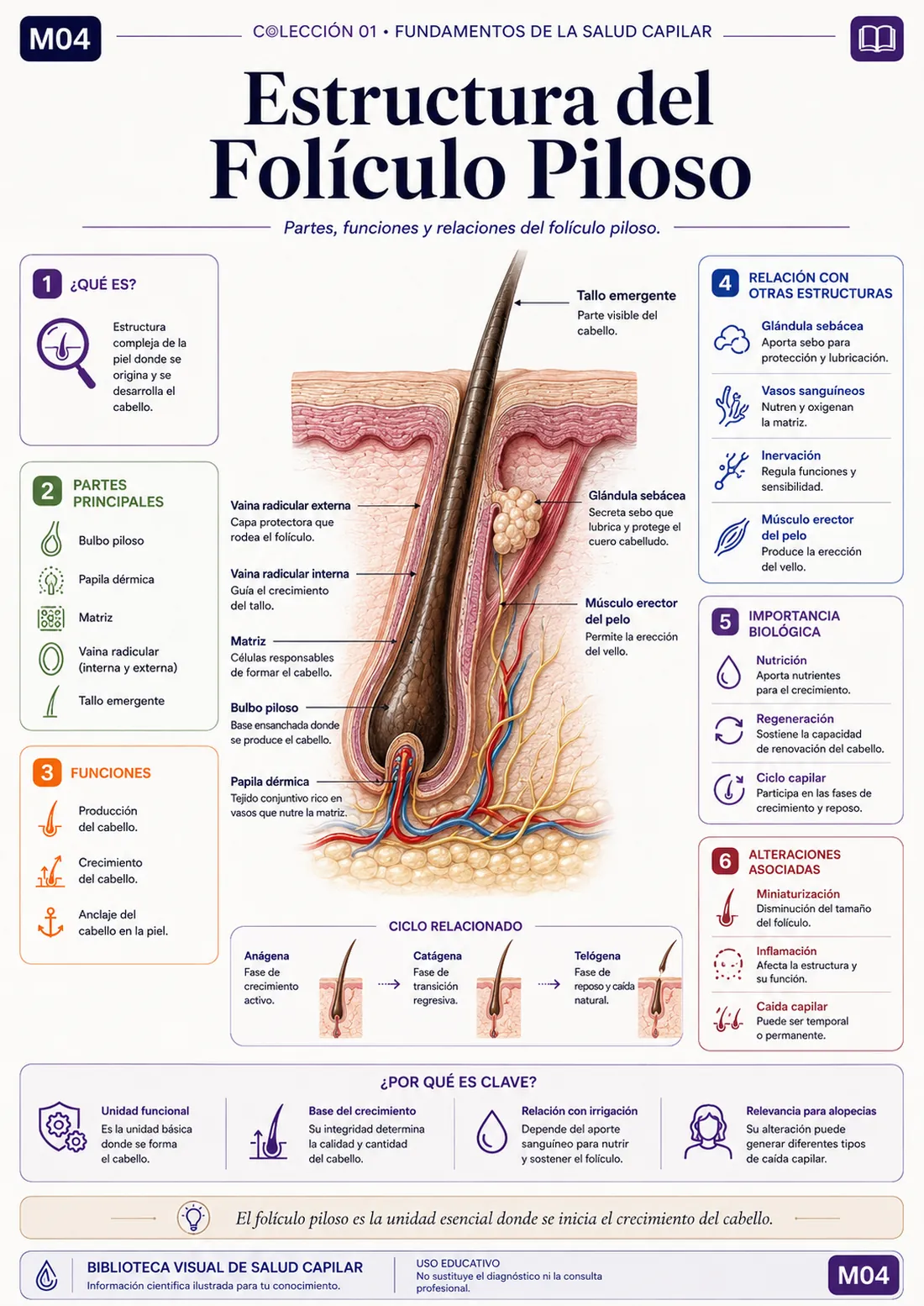 Mapa mental ilustrado de salud capilar